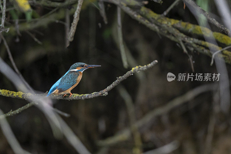 罗马尼亚多瑙河三角洲常见的翠鸟(Alcedo atthis)